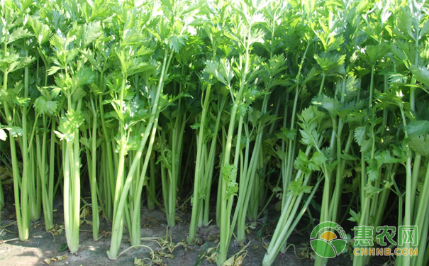 How to grow celery in summer and autumn