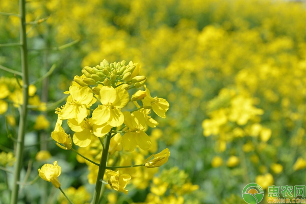 æ²¹èœé«˜äº§ç§æ¤è¿™äº›é€‰ç§ã€ç”°é—´ç®¡ç†æŠ€å·§æ˜¯å…³é”®