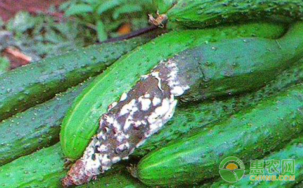 Cucumber sclerotinia disease performance