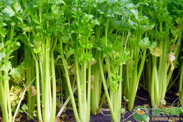 è¥¿èŠ¹æ€Žä¹ˆç§æ¤ï¼Ÿè¥¿èŠ¹ç§‹å»¶åŽèŒ¬é«˜äº§æ ½åŸ¹æŠ€æœ¯