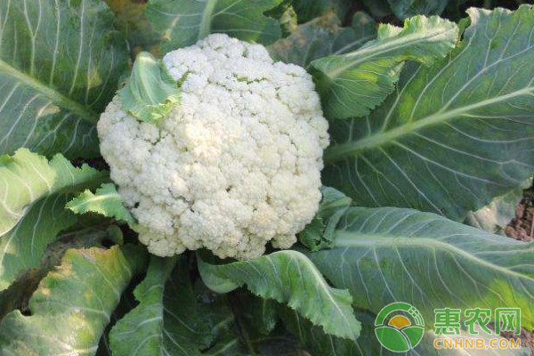 3æœˆä»½èŠ±èœæ°´è‚¥ç®¡ç†è¦ç‚¹