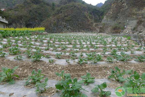 é©¬é“ƒè–¯èŠ±å¶ç—…å¦‚ä½•é˜²æ²»ï¼Ÿï¼ˆå†…é™„é˜²æ²»æŽªæ–½ï¼‰