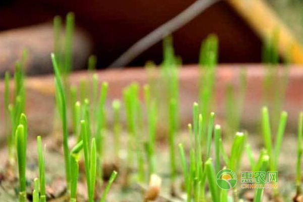 éŸ­èœé«˜äº§è‚²è‹—ç§æ¤æŠ€æœ¯