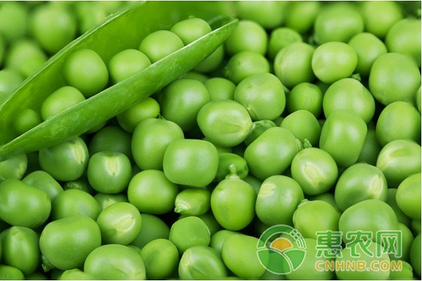 è±Œè±†