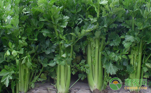 Celery protection production technology