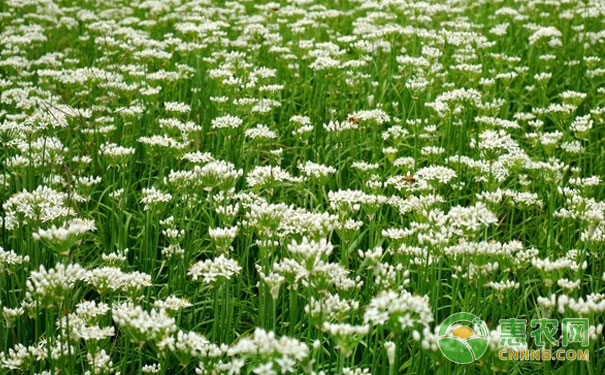 How to grow chives to produce high quality and high quality