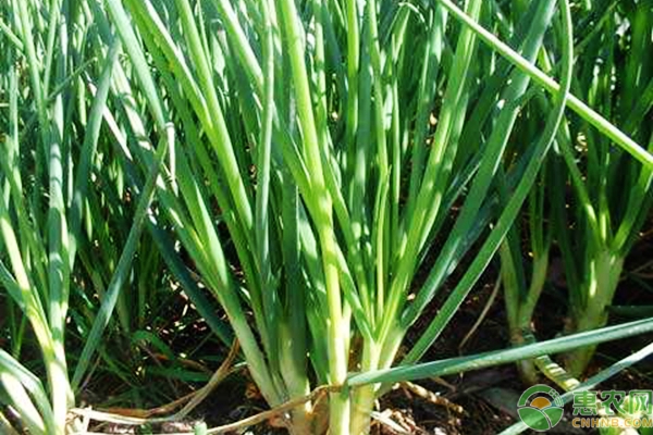 å®¶åº­å°é¦™è‘±çš„ç§æ¤æ–¹æ³•åŠå››å­£ç§æ¤æ—¶é—´