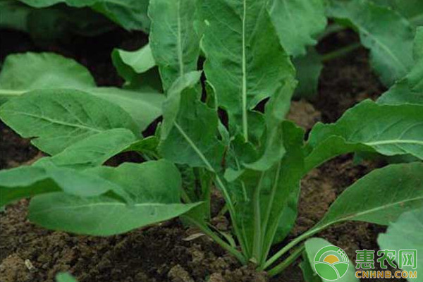 ç®€æžæ¿è“æ ¹çš„åŸºæœ¬ç”¨é€”åŠé«˜æ•ˆç§æ¤æŠ€æœ¯