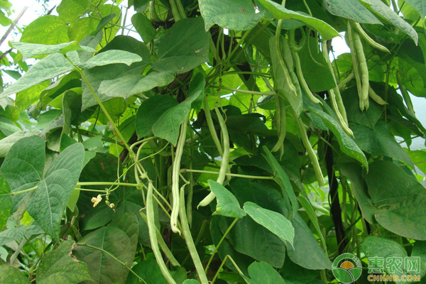 å››å­£è±†ç§æ¤ç®¡ç†è¦ç‚¹