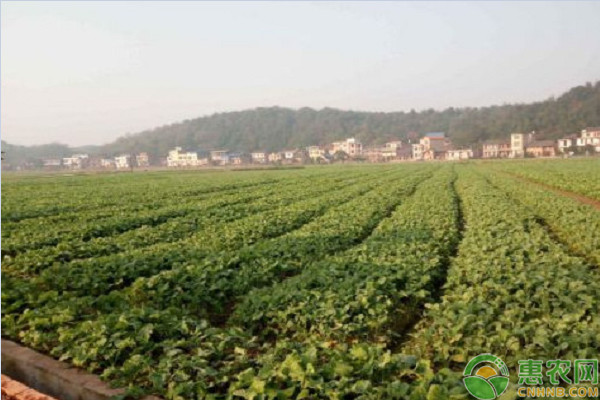 é»„æ²³ä¸­ä¸‹æ¸¸ç”˜è“åž‹å†¬æ²¹èœé«˜æ•ˆæ ½åŸ¹æŠ€æœ¯