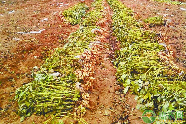 èŠ±ç”Ÿæ€Žä¹ˆç§æ¤äº§é‡é«˜ï¼ŸèŠ±ç”Ÿçš„ç§æ¤æŠ€æœ¯ä¸Žç®¡ç†