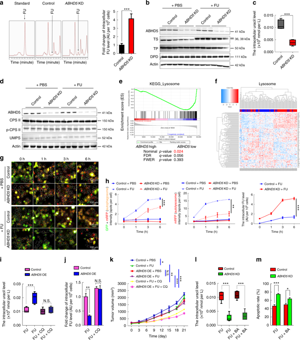 Department of Oncology, Southwest Hospital, Army Military Medical University, Nature Journal, New Mechanism of Chemotherapy Resistance in Colorectal Cancer