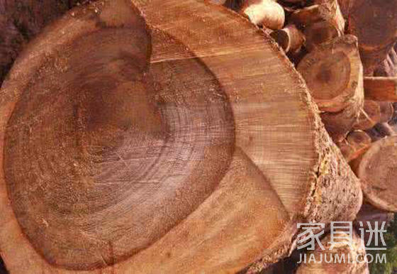 Camphor wood