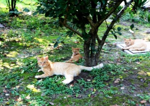 Under the big tree, enjoy the cool