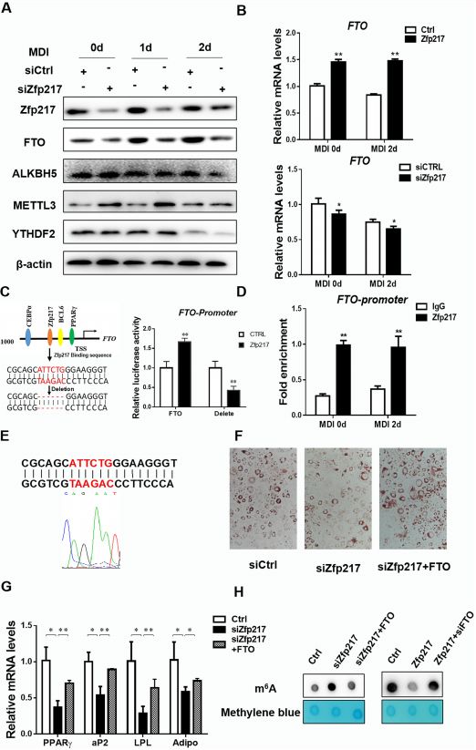 Nucleic Acids Research: Apparent Regulation Mechanism of Lipogenesis