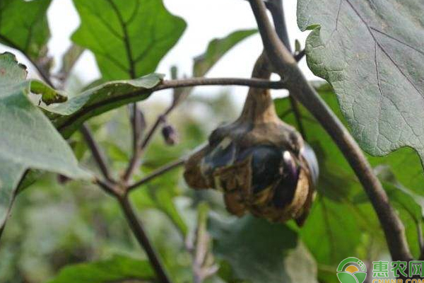 èŒ„å­è£‚æžœæ€Žä¹ˆåŠžï¼ŸèŒ„å­è£‚æžœé¢„é˜²æ–¹æ³•åŠé«˜äº§æ ½åŸ¹ç®¡ç†è¦ç‚¹