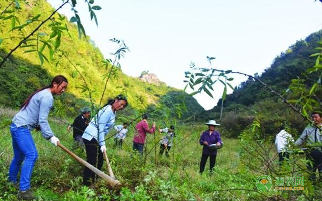 èŠ±æ¤’æ ½åŸ¹æŠ€æœ¯ æ–½è‚¥æ—¶æœŸ