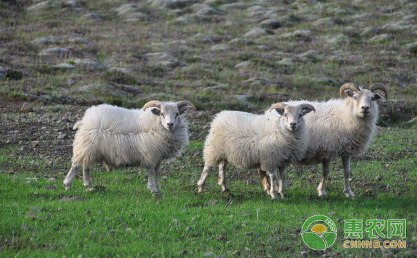 How can we do a good job in autumn management and breeding of sheep?