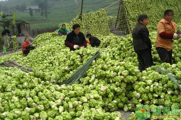 æ¦¨èœæ€Žä¹ˆç§ï¼Ÿæ¦¨èœé«˜äº§æ ½åŸ¹ç®¡ç†æŠ€æœ¯