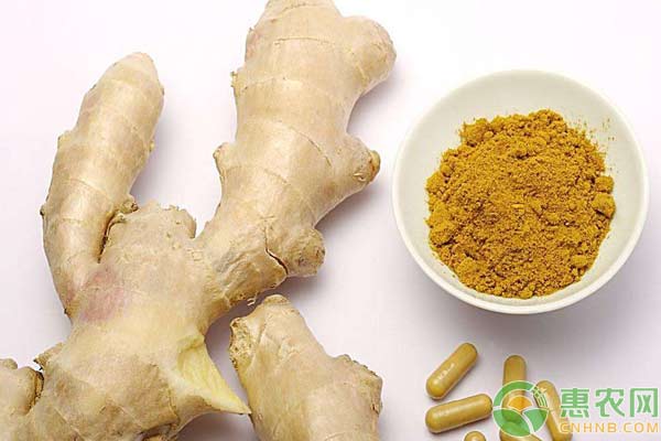 ç”Ÿå§œç§æ¤ä½ è¦æ³¨æ„è¿™å‡ ç‚¹