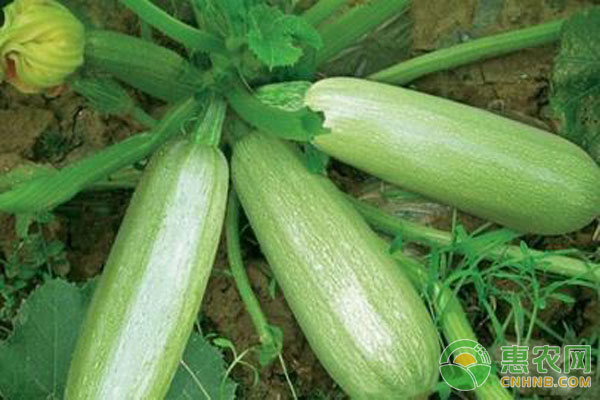 è¥¿è‘«èŠ¦ç—…å®³é˜²æ²»æŽªæ–½