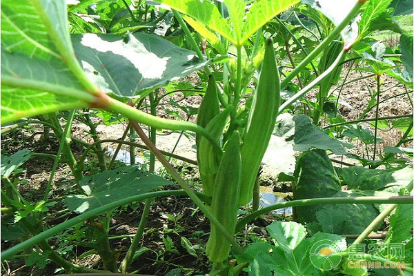 ç§‹è‘µä»€ä¹ˆå­£èŠ‚ç§æ¤ï¼Ÿç§‹è‘µæ ½åŸ¹æŠ€æœ¯