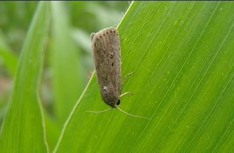 How to prevent worms that cause more than half of the corn to be reduced? These measures help you reduce losses