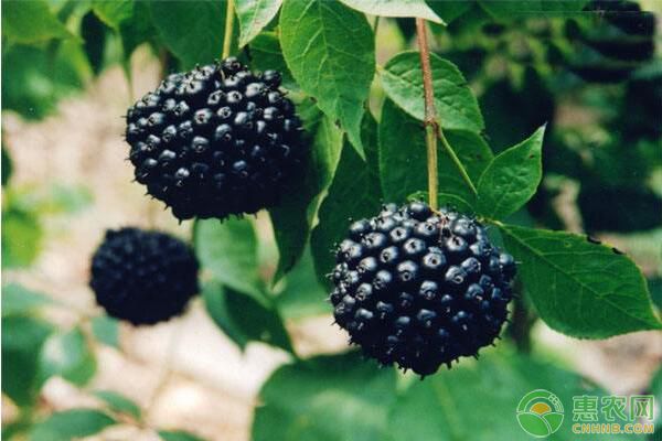 è¯ç”¨æ¤ç‰©åˆºäº”åŠ ç§å­å¦‚ä½•å¤„ç†ï¼Ÿåˆºäº”åŠ å®žç”Ÿè‹—åŸ¹è‚²æŠ€æœ¯