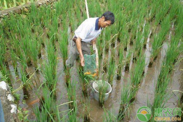 åŸºé‡‘é¡¹ç›®ï¼šâ€œç¨»é±¼å…±ç”Ÿâ€æ°´ç¨»æ ½åŸ¹æ¨¡å¼æŠ€æœ¯è¦ç‚¹