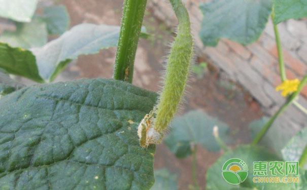 Cucumber common disease prevention and control measures