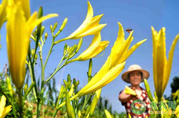 é»„èŠ±èœé«˜äº§è§„èŒƒåŒ–æ ½åŸ¹æŠ€æœ¯