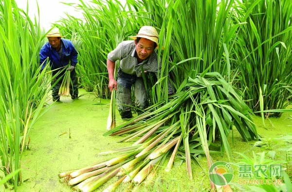 å¤§æ£šç”Ÿå§œä¸ŽèŒ­ç™½è½®ä½œæŠ€æœ¯ï¼Œç—…å®³è½»æ•ˆç›Šé«˜