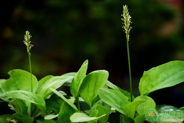 é™¤è‰å‰‚ç‰¹æ€§æ€»ç»“