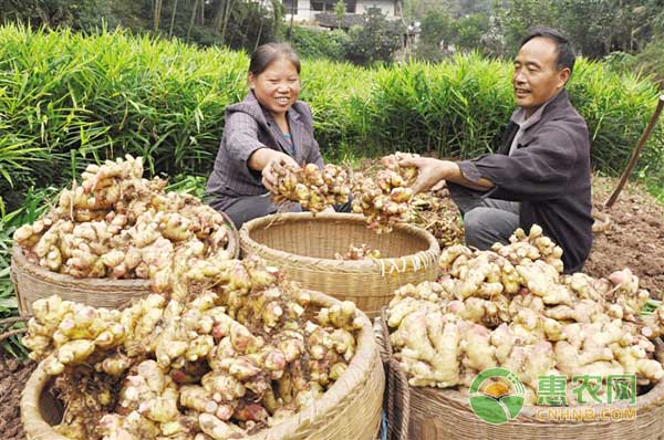 ç”Ÿå§œç§æ¤æŠ€æœ¯ï¼šåŸ¹åœŸçš„æ—¶é—´å’ŒæŠ€å·§å¯¹äºŽç”Ÿé•¿è‡³å…³é‡è¦