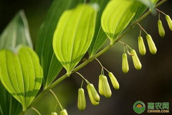 æ¹–å—å¤šèŠ±é»„ç²¾è§„èŒƒåŒ–æ ½åŸ¹æŠ€æœ¯åŠç—…è™«å®³é˜²æ²»è¦ç‚¹