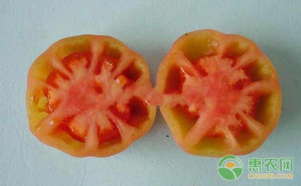 Causes of tomato cavity fruit