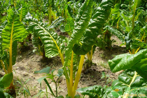 ç”œèœå¯†æ¤é«˜äº§å…¨ç¨‹æœºæ¢°åŒ–æ ½åŸ¹æŠ€æœ¯