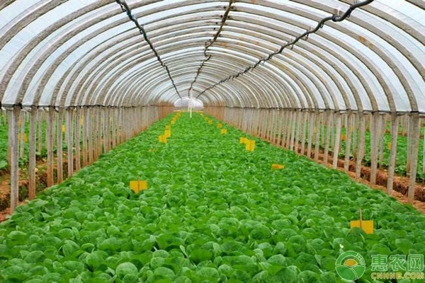 å¤§æ£šç§æ¤ç—…è™«å®³å¼•å‘å› ç´ åŠé˜²æ²»æŽªæ–½