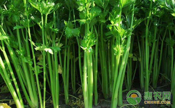 Celery high-yield planting technology