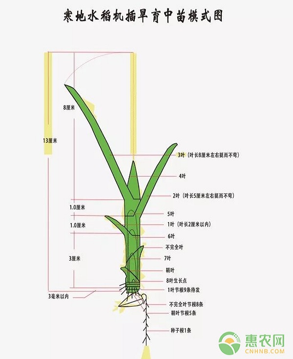 æµ…æžå¯’åœ°æ°´ç¨»å¶é¾„è¯Šæ–­æ ½åŸ¹æŠ€æœ¯çš„è¯•éªŒåŠç§‘å­¦åº”ç”¨