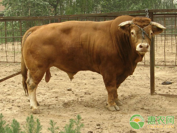 Xiaqiu cattle need to focus on prevention and treatment of which two diseases
