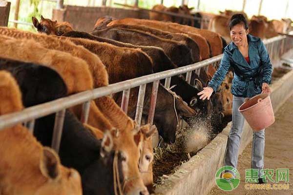 è‚‰ç‰›è‚²è‚¥å…³é”®æŠ€æœ¯ä¹‹å› åœ°åˆ¶å®œ, é‡‡ç”¨ä¸åŒçš„é¥²å…»æ–¹å¼ â€ƒâ€ƒ