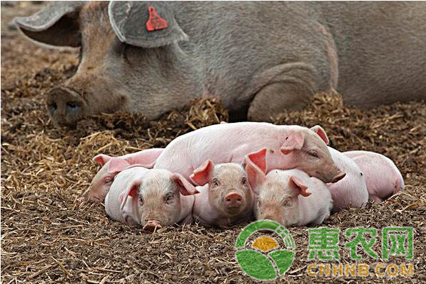 çŒªå¤§è‚šå­æ€Žä¹ˆåŠžï¼ŸçŒªå¤§è‚šå­çš„åŽŸå› åŠæ²»ç–—æ–¹æ³•