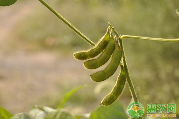 æµ…æžå‡ ç§æœ‰æ•ˆå®žç”¨çš„å¤§è±†ä¼˜è´¨é«˜äº§æ ½åŸ¹æŠ€æœ¯