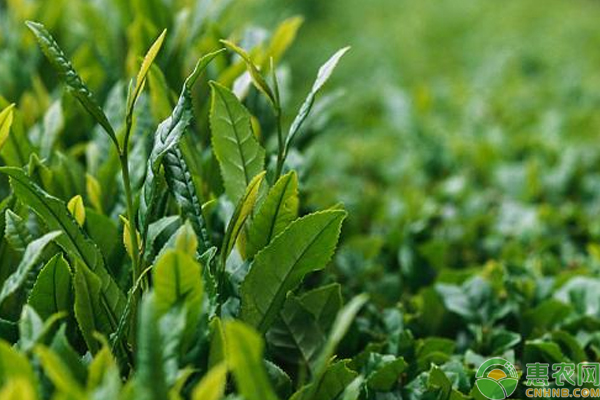 èŒ¶å¶ç§æ¤ç®¡ç†è¦ç‚¹ä»‹ç»