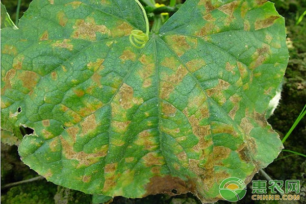 é»„ç“œå¸¸è§ç—…è™«å®³åŠå…¶é˜²æ²»è¯å‰‚