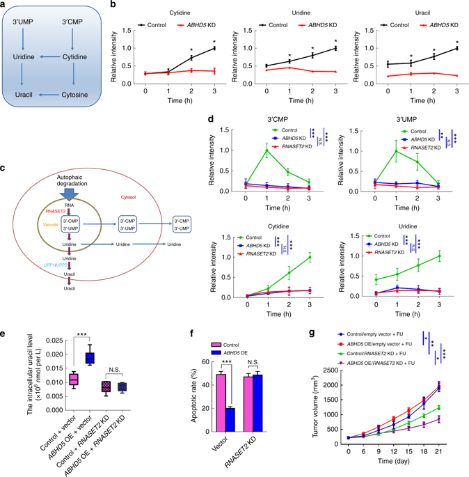 Department of Oncology, Southwest Hospital, Army Military Medical University, Nature Journal, New Mechanism of Chemotherapy Resistance in Colorectal Cancer