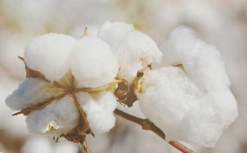 cotton