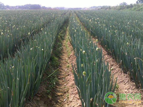 Prevention of onion is not cooked first, need to pay attention to