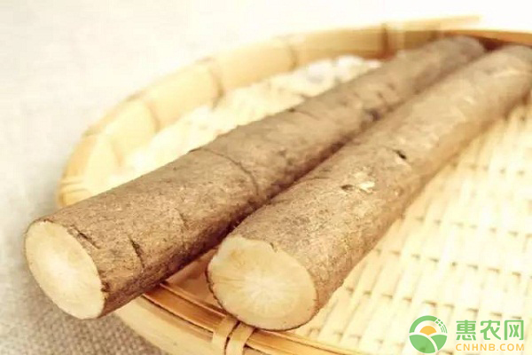 ç‰›è’¡ä»€ä¹ˆæ—¶å€™ç§ï¼Ÿç‰›è’¡çš„ç§æ¤ä¸Žç®¡ç†æ–¹æ³•